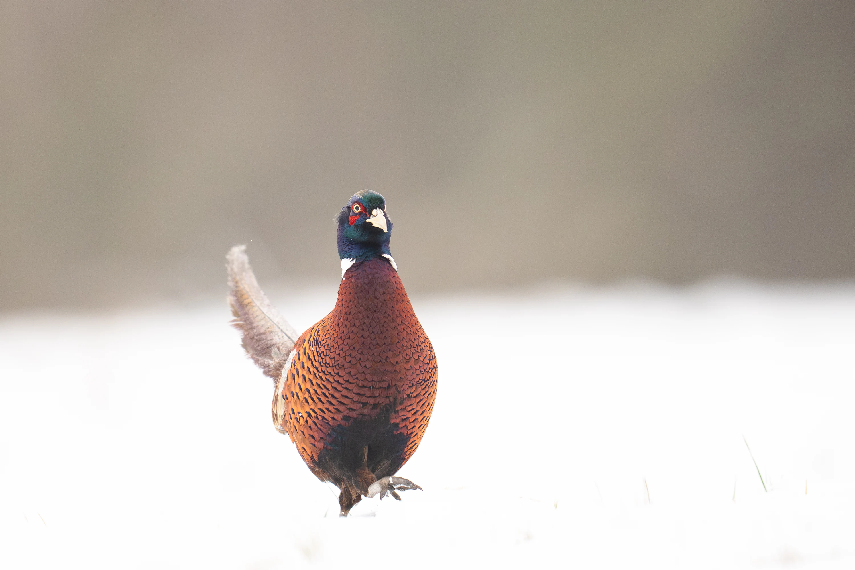 Warmia Elite Wildlife Photography gallery image 2